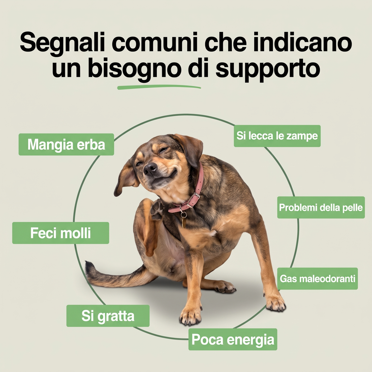 Segnali che indicano un bisogno di supporto nel cane: si gratta, si lecca le zampe, poca energia